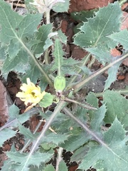 Sonchus oleraceus