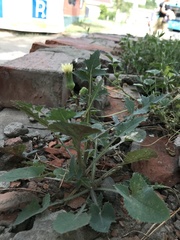 Sonchus oleraceus