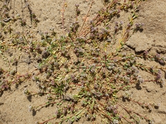 Corrigiola litoralis