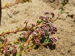 Corrigiola litoralis