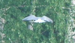 Chlidonias
