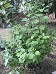 Populus nigra