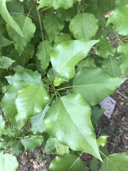 Populus nigra