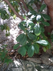 Pittosporum tobira
