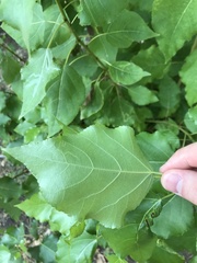 Populus nigra