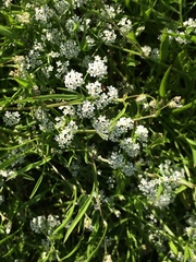 Limnosciadium pumilum