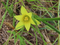 Romulea flava