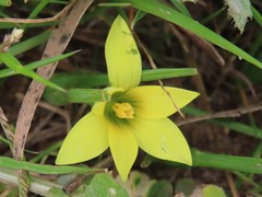 Romulea flava