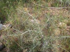 Aspalathus acanthoclada