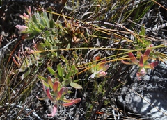 Leucospermum gracile
