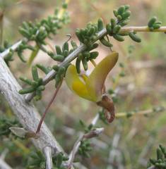 Aspalathus acanthoclada