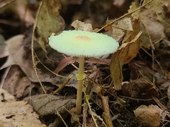 Leucocoprinus flavescens