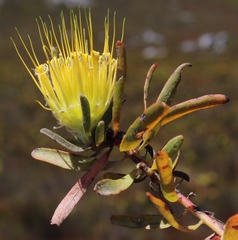 Leucospermum gracile