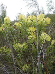 Leucadendron tinctum