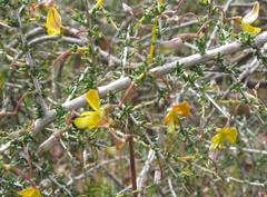 Aspalathus acanthoclada