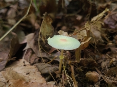 Leucocoprinus flavescens
