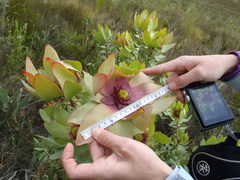 Leucadendron tinctum