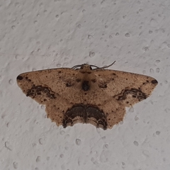 Isochromodes granula