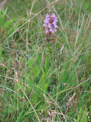 Platanthera psycodes