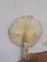 Leucocoprinus flavescens