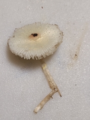Leucocoprinus flavescens