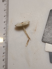 Leucocoprinus flavescens