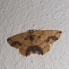 Isochromodes granula