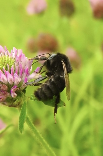 Large Garden Bumble Bee