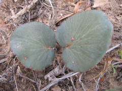 Pelargonium asarifolium