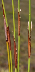 Elegia juncea