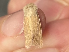 Denticucullus pygmina