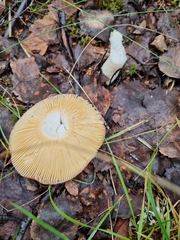 Russula intermedia