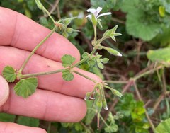Pelargonium odoratissimum