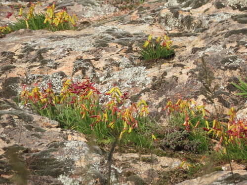Lachenalia aloides iNat (1)