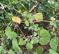 Pelargonium odoratissimum