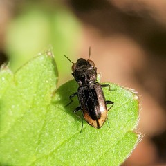 Notiophilus biguttatus