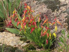Lachenalia aloides