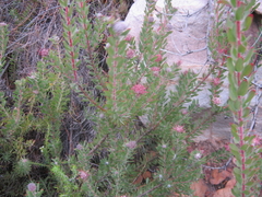 Leucospermum wittebergense
