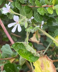 Pelargonium odoratissimum