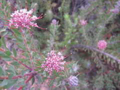 Leucospermum wittebergense