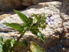 Teedia lucida