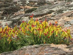 Lachenalia aloides