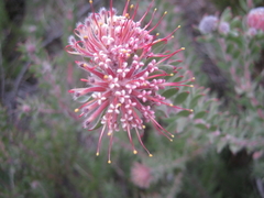 Leucospermum wittebergense