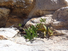 Teedia lucida