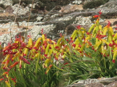 Lachenalia aloides