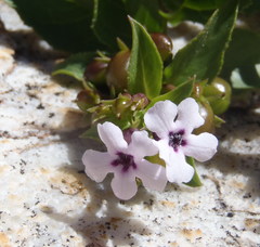 Teedia lucida