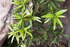 Podocarpus polystachyus