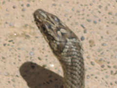 Psammophis notostictus