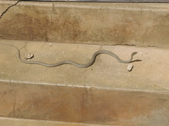 Psammophis notostictus