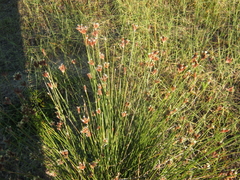 Hellmuthia membranacea